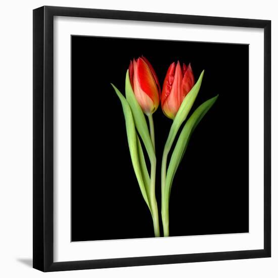 Tulips Red-Magda Indigo-Framed Photographic Print