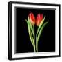 Tulips Red-Magda Indigo-Framed Photographic Print