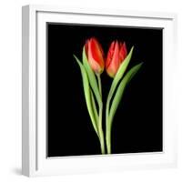 Tulips Red-Magda Indigo-Framed Photographic Print