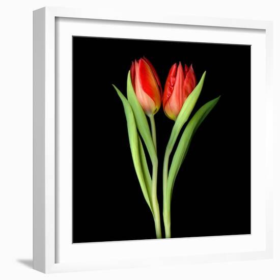 Tulips Red-Magda Indigo-Framed Photographic Print