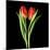 Tulips Red-Magda Indigo-Mounted Photographic Print