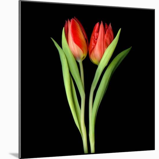 Tulips Red-Magda Indigo-Mounted Photographic Print