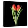 Tulips Red-Magda Indigo-Framed Stretched Canvas