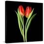 Tulips Red-Magda Indigo-Stretched Canvas