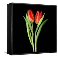 Tulips Red-Magda Indigo-Framed Stretched Canvas