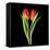 Tulips Red-Magda Indigo-Framed Stretched Canvas