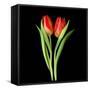 Tulips Red-Magda Indigo-Framed Stretched Canvas