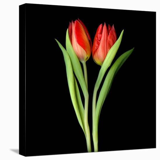 Tulips Red-Magda Indigo-Stretched Canvas