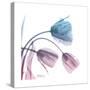 Tulips Rose Serenity-Albert Koetsier-Stretched Canvas