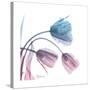 Tulips Rose Serenity-Albert Koetsier-Stretched Canvas