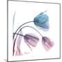 Tulips Rose Serenity-Albert Koetsier-Mounted Art Print