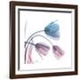 Tulips Rose Serenity-Albert Koetsier-Framed Art Print