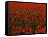 Tulips, Skagit River Valley, Washington, USA-Charles Gurche-Framed Stretched Canvas