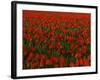 Tulips, Skagit River Valley, Washington, USA-Charles Gurche-Framed Photographic Print