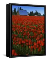 Tulips, Skagit River Valley, Washington, USA-Charles Gurche-Framed Stretched Canvas