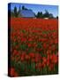 Tulips, Skagit River Valley, Washington, USA-Charles Gurche-Stretched Canvas