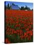 Tulips, Skagit River Valley, Washington, USA-Charles Gurche-Stretched Canvas