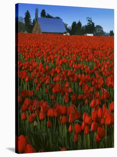 Tulips, Skagit River Valley, Washington, USA-Charles Gurche-Stretched Canvas