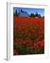 Tulips, Skagit River Valley, Washington, USA-Charles Gurche-Framed Premium Photographic Print