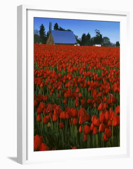 Tulips, Skagit River Valley, Washington, USA-Charles Gurche-Framed Premium Photographic Print