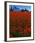 Tulips, Skagit River Valley, Washington, USA-Charles Gurche-Framed Premium Photographic Print