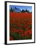 Tulips, Skagit River Valley, Washington, USA-Charles Gurche-Framed Premium Photographic Print