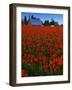 Tulips, Skagit River Valley, Washington, USA-Charles Gurche-Framed Photographic Print