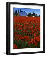 Tulips, Skagit River Valley, Washington, USA-Charles Gurche-Framed Photographic Print