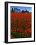 Tulips, Skagit River Valley, Washington, USA-Charles Gurche-Framed Photographic Print