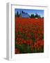 Tulips, Skagit River Valley, Washington, USA-Charles Gurche-Framed Photographic Print