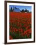 Tulips, Skagit River Valley, Washington, USA-Charles Gurche-Framed Photographic Print
