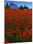 Tulips, Skagit River Valley, Washington, USA-Charles Gurche-Mounted Photographic Print