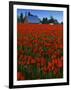 Tulips, Skagit River Valley, Washington, USA-Charles Gurche-Framed Photographic Print