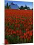 Tulips, Skagit River Valley, Washington, USA-Charles Gurche-Mounted Photographic Print