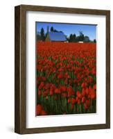 Tulips, Skagit River Valley, Washington, USA-Charles Gurche-Framed Photographic Print