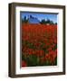 Tulips, Skagit River Valley, Washington, USA-Charles Gurche-Framed Photographic Print