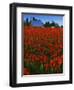 Tulips, Skagit River Valley, Washington, USA-Charles Gurche-Framed Photographic Print