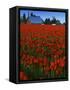 Tulips, Skagit River Valley, Washington, USA-Charles Gurche-Framed Stretched Canvas