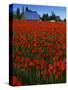 Tulips, Skagit River Valley, Washington, USA-Charles Gurche-Stretched Canvas