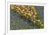 Tulips, Skagit Valley Tulip Festival, Washington State-Adam Jones-Framed Photographic Print