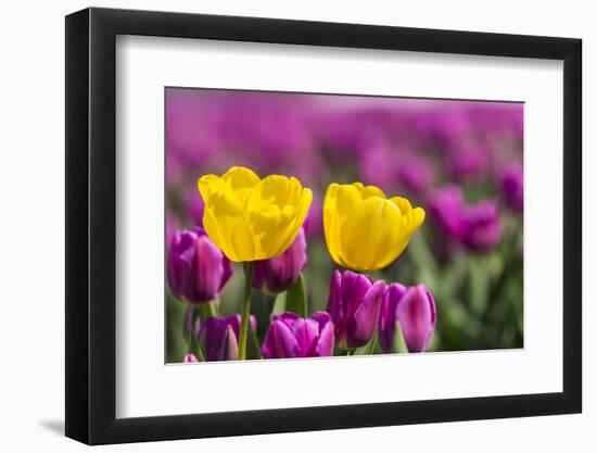 Tulips, Skagit Valley Tulip Festival, Washington State-Adam Jones-Framed Photographic Print
