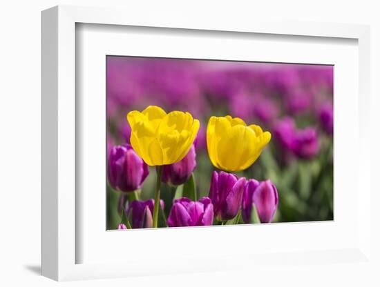 Tulips, Skagit Valley Tulip Festival, Washington State-Adam Jones-Framed Photographic Print