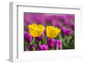 Tulips, Skagit Valley Tulip Festival, Washington State-Adam Jones-Framed Photographic Print