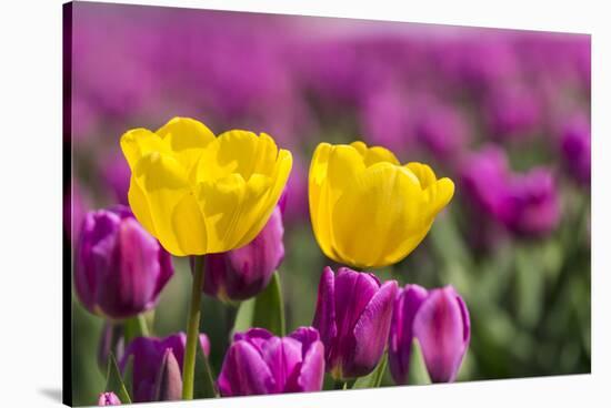 Tulips, Skagit Valley Tulip Festival, Washington State-Adam Jones-Stretched Canvas