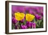 Tulips, Skagit Valley Tulip Festival, Washington State-Adam Jones-Framed Photographic Print