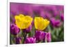 Tulips, Skagit Valley Tulip Festival, Washington State-Adam Jones-Framed Photographic Print