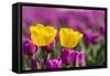 Tulips, Skagit Valley Tulip Festival, Washington State-Adam Jones-Framed Stretched Canvas