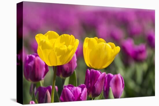 Tulips, Skagit Valley Tulip Festival, Washington State-Adam Jones-Stretched Canvas