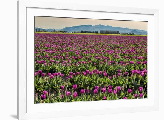 Tulips, Skagit Valley Tulip Festival, Washington State-Adam Jones-Framed Photographic Print
