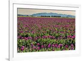 Tulips, Skagit Valley Tulip Festival, Washington State-Adam Jones-Framed Photographic Print